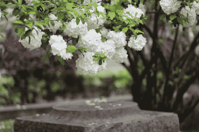 又是花开花落时，在古诗词里静赏花开花落，坐看云卷云舒