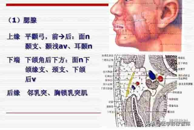 颅面颈部（颅面骨、眼眶、腮腺等）详细解剖图谱