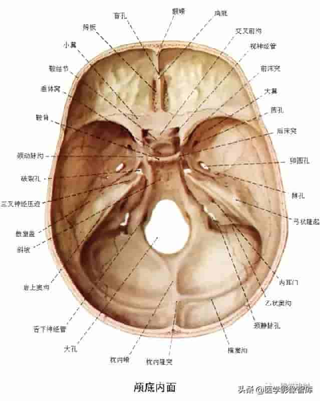 颅面颈部（颅面骨、眼眶、腮腺等）详细解剖图谱