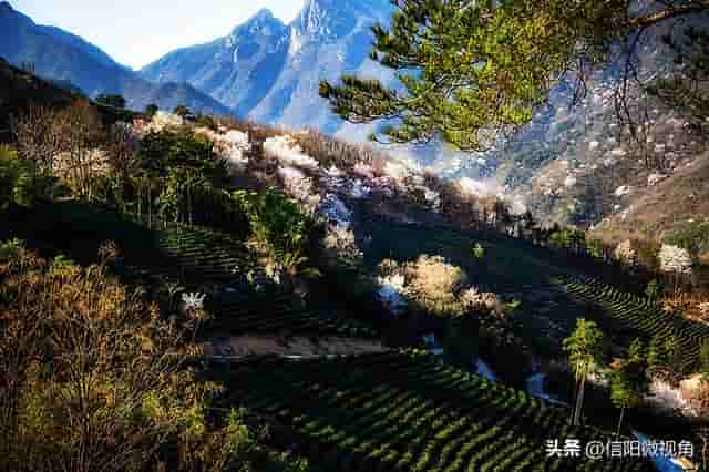 信阳市商城县：山花烂漫迎春来