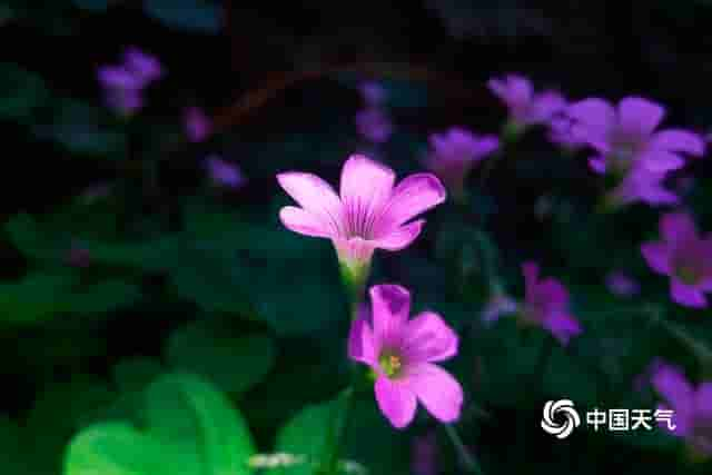 湖南永州：醡浆花开 清新典雅