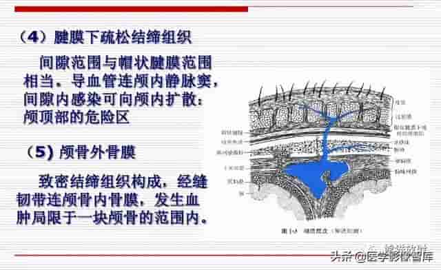 颅面颈部（颅面骨、眼眶、腮腺等）详细解剖图谱