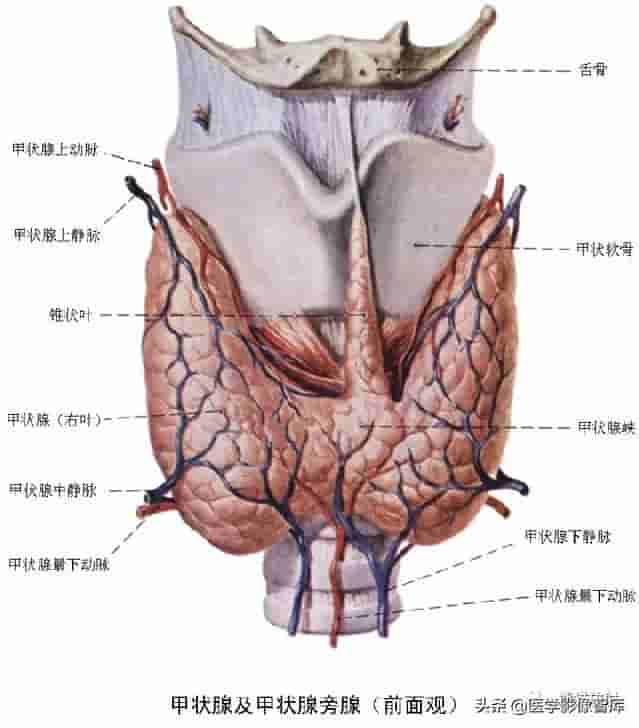 颅面颈部（颅面骨、眼眶、腮腺等）详细解剖图谱