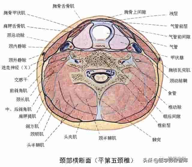 颅面颈部（颅面骨、眼眶、腮腺等）详细解剖图谱