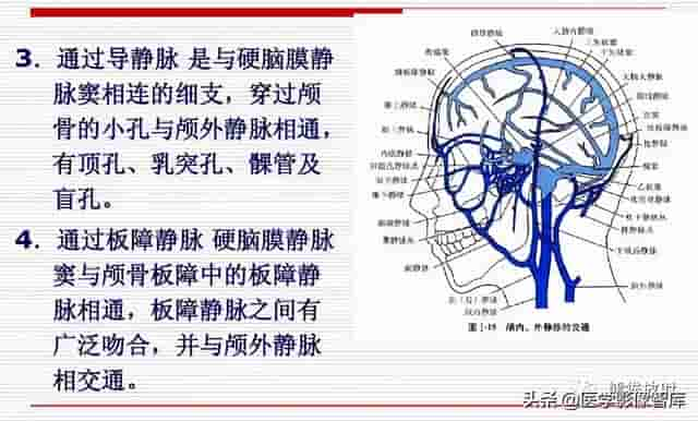 颅面颈部（颅面骨、眼眶、腮腺等）详细解剖图谱