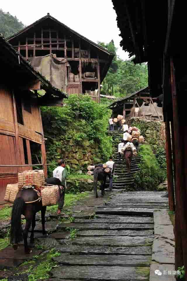 从安化出发，寻找茶马古道