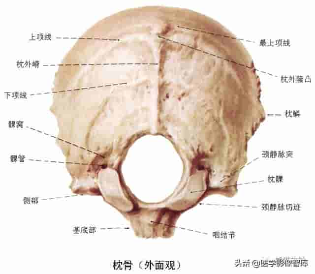 颅面颈部（颅面骨、眼眶、腮腺等）详细解剖图谱