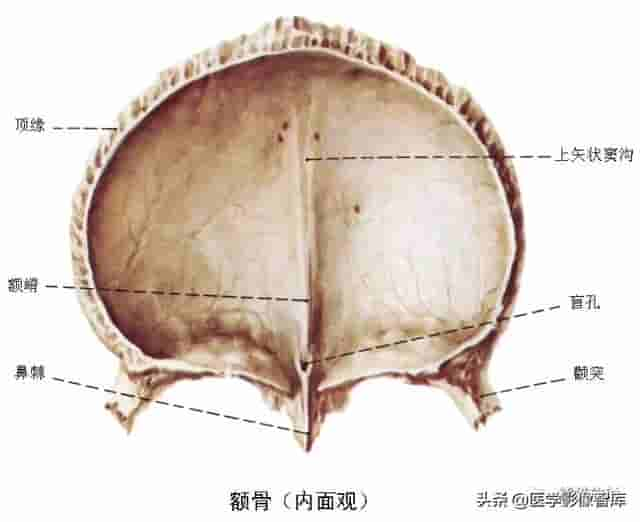 颅面颈部（颅面骨、眼眶、腮腺等）详细解剖图谱