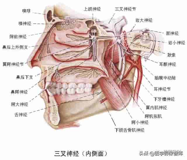 颅面颈部（颅面骨、眼眶、腮腺等）详细解剖图谱