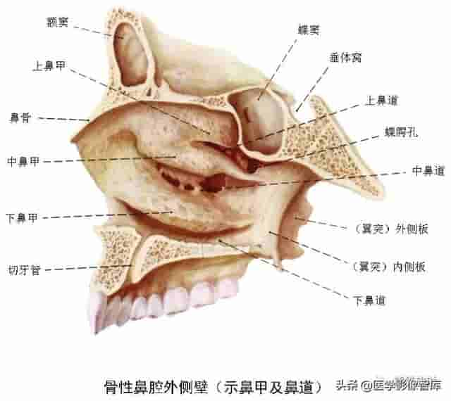 颅面颈部（颅面骨、眼眶、腮腺等）详细解剖图谱