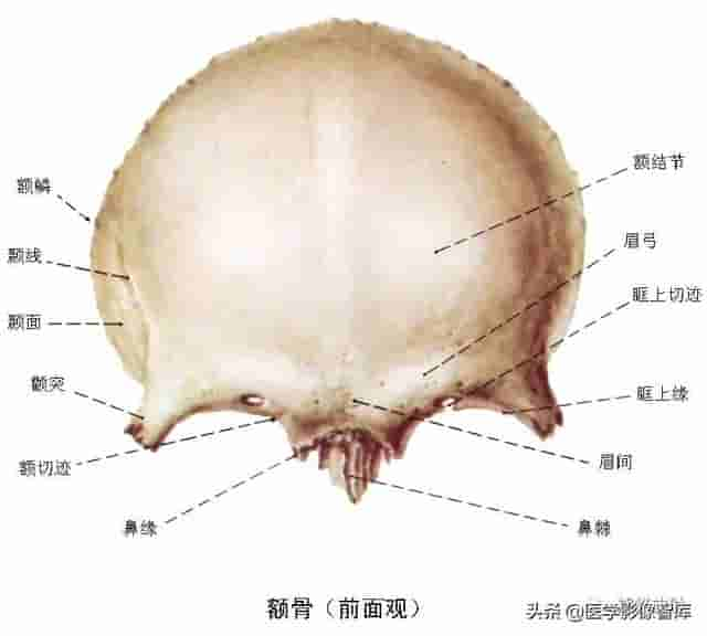 颅面颈部（颅面骨、眼眶、腮腺等）详细解剖图谱