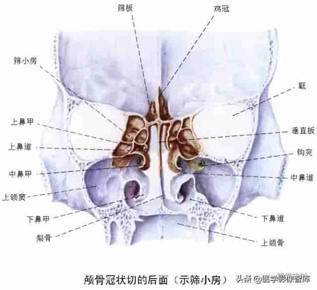 颅面颈部（颅面骨、眼眶、腮腺等）详细解剖图谱