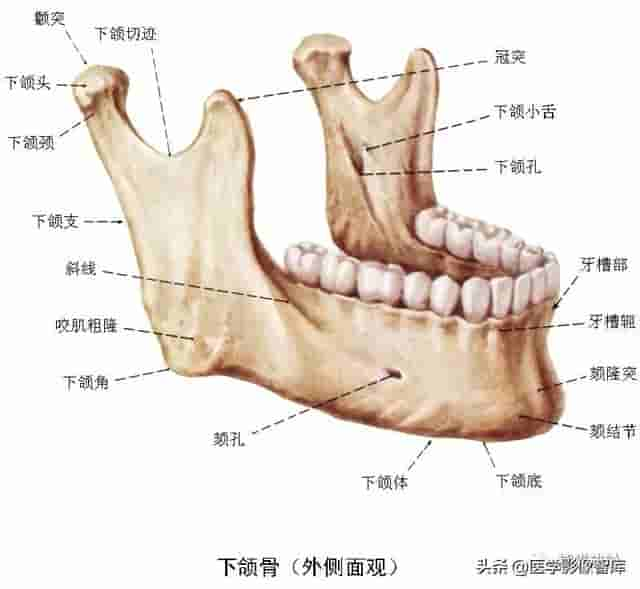 颅面颈部（颅面骨、眼眶、腮腺等）详细解剖图谱