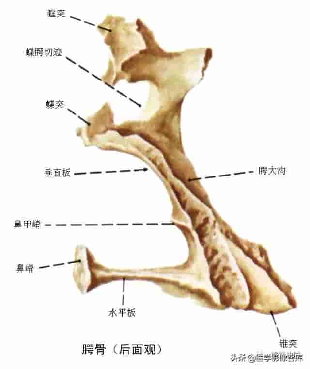 颅面颈部（颅面骨、眼眶、腮腺等）详细解剖图谱