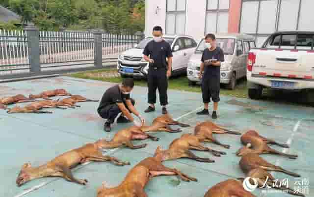 云南缴获14只国家保护动物赤麂死体 每只都有枪眼