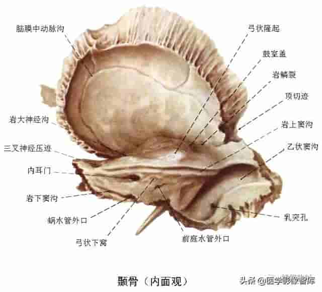 颅面颈部（颅面骨、眼眶、腮腺等）详细解剖图谱