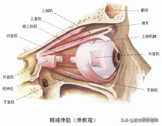 颅面颈部（颅面骨、眼眶、腮腺等）详细解剖图谱