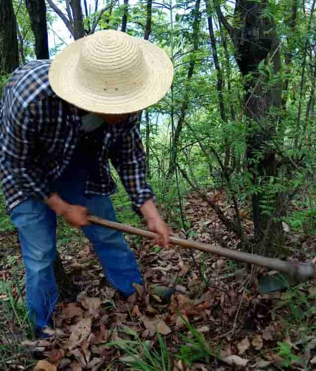 乡下有一种野草，在农民眼里是“救穷草”，在富人眼里叫“黄精”