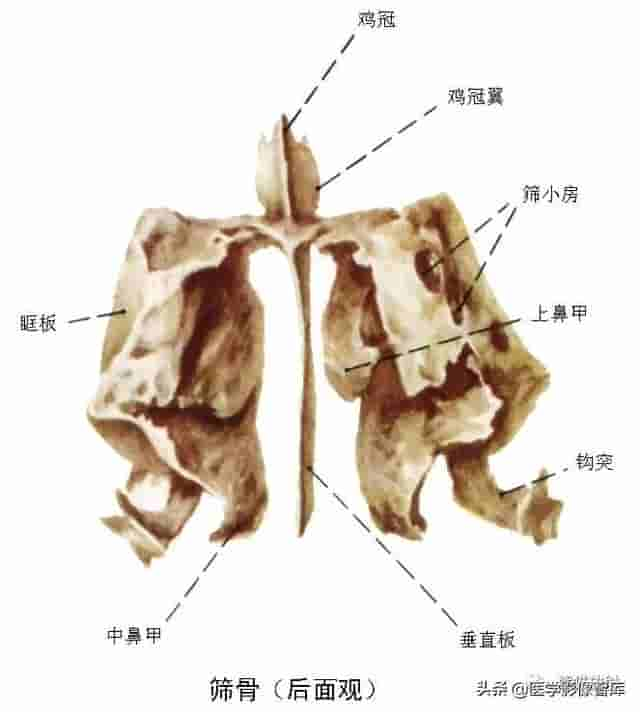 颅面颈部（颅面骨、眼眶、腮腺等）详细解剖图谱