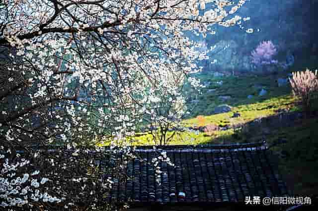 信阳市商城县：山花烂漫迎春来