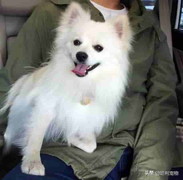 银狐犬讨人喜欢，为啥养的人不多