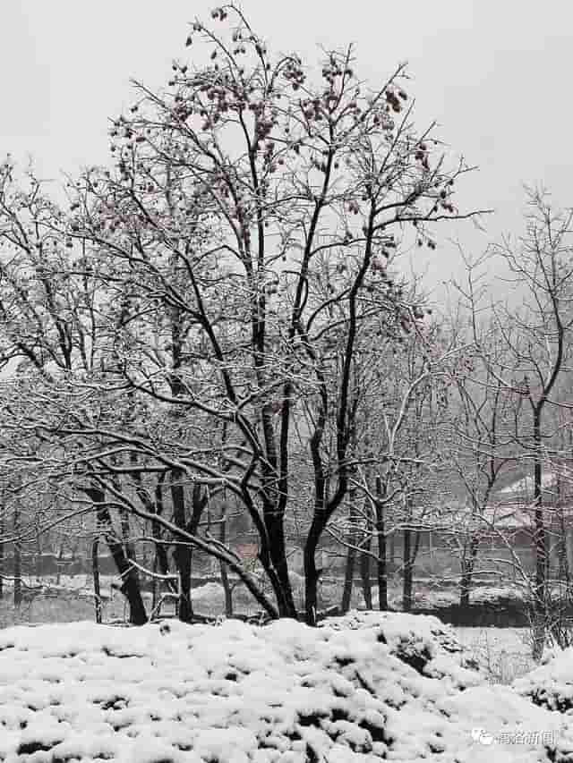 一场雪后，商洛最美山村雪景图来了，银装素裹，宛若仙境……