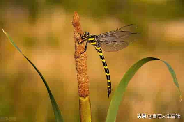 那些年，在农村夏天常见的虫子，你认识几个？