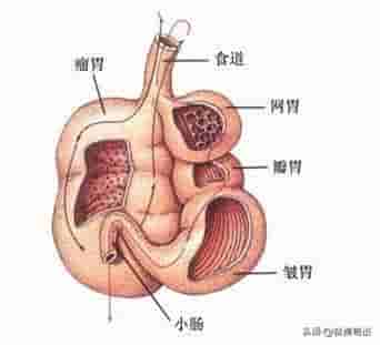 毛肚、牛肚、百叶、黄喉.你们都是谁？涮火锅4大天问，一篇讲清楚