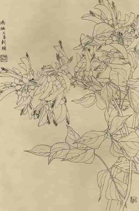 50幅花卉白描画图谱，难得一见的好资料