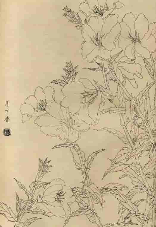 50幅花卉白描画图谱，难得一见的好资料