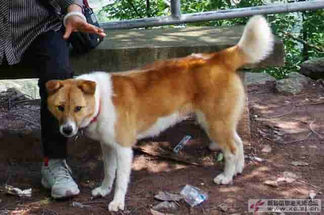 来自100年前的珍贵影像，告诉你纯正的中华田园犬长什么样