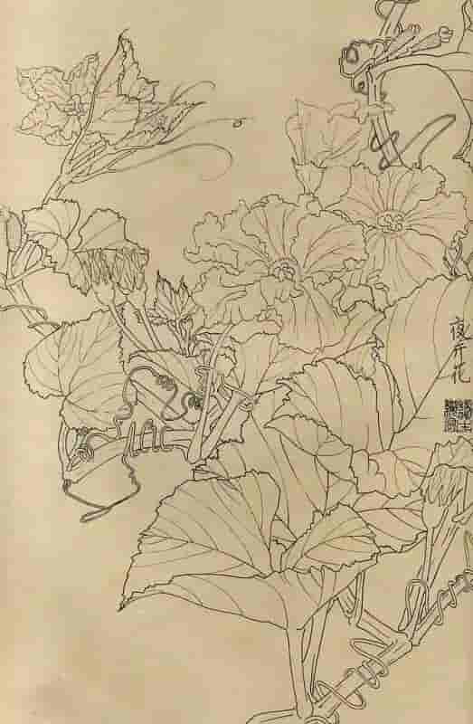 50幅花卉白描画图谱，难得一见的好资料