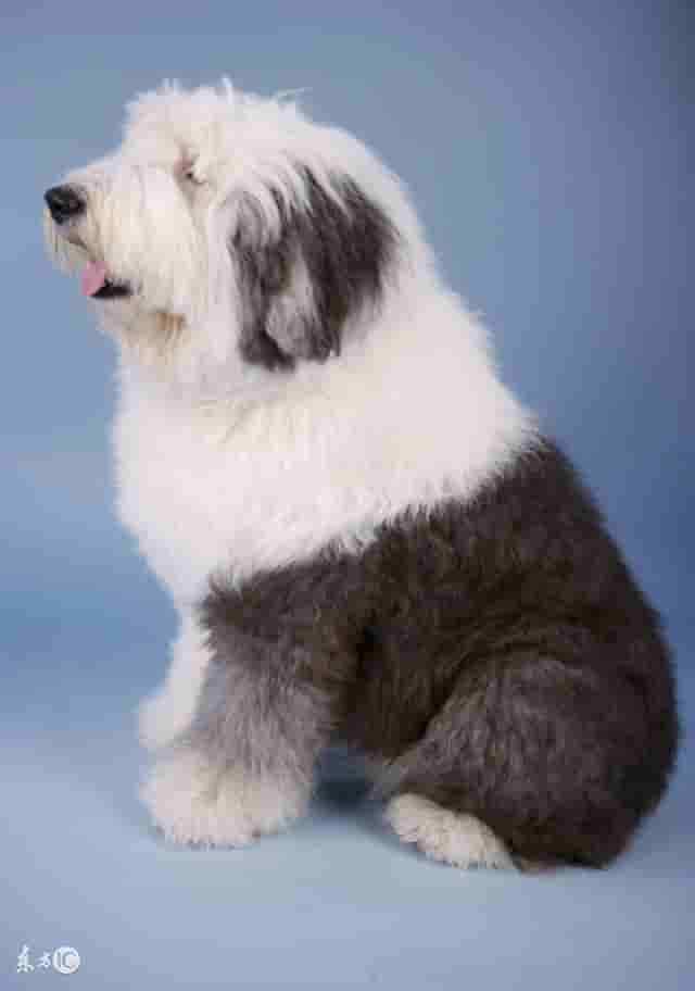 世界名犬——英国古代牧羊犬（Old English Sheepdog）