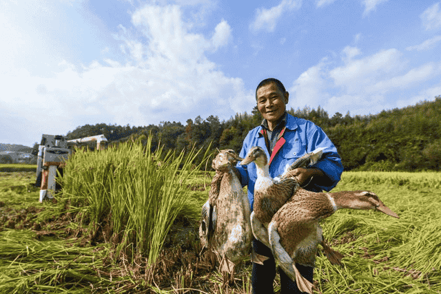 “稻鸭农法”1亩地20只鸭子，“除”草能力有多强？颠覆您的认知