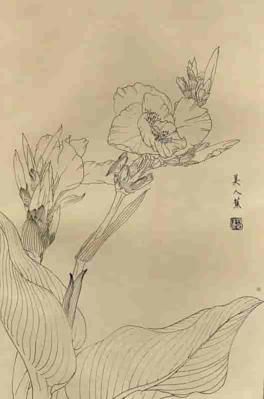 50幅花卉白描画图谱，难得一见的好资料