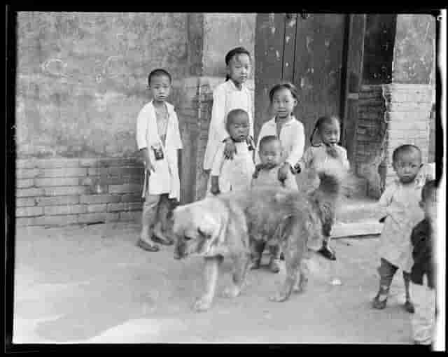 来自100年前的珍贵影像，告诉你纯正的中华田园犬长什么样