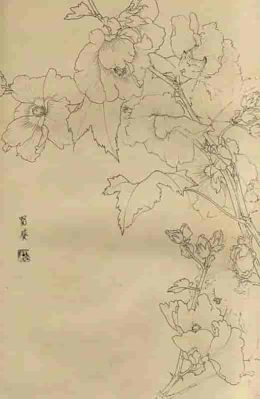 50幅花卉白描画图谱，难得一见的好资料