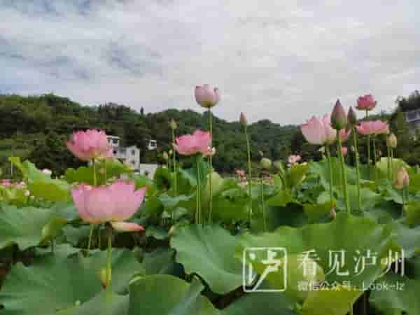 今日夏至丨荷花盛装登场，泸州赏荷地图请收好