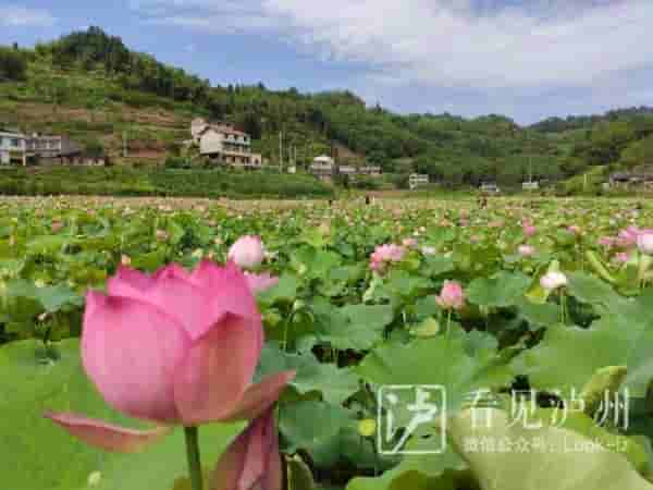 今日夏至丨荷花盛装登场，泸州赏荷地图请收好