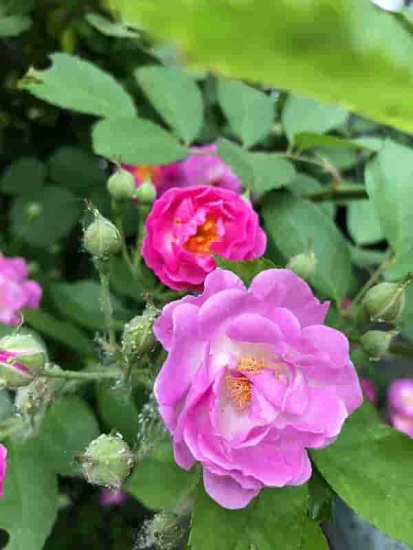 极美的花朵壁纸100幅，流光溢彩，明媚动人