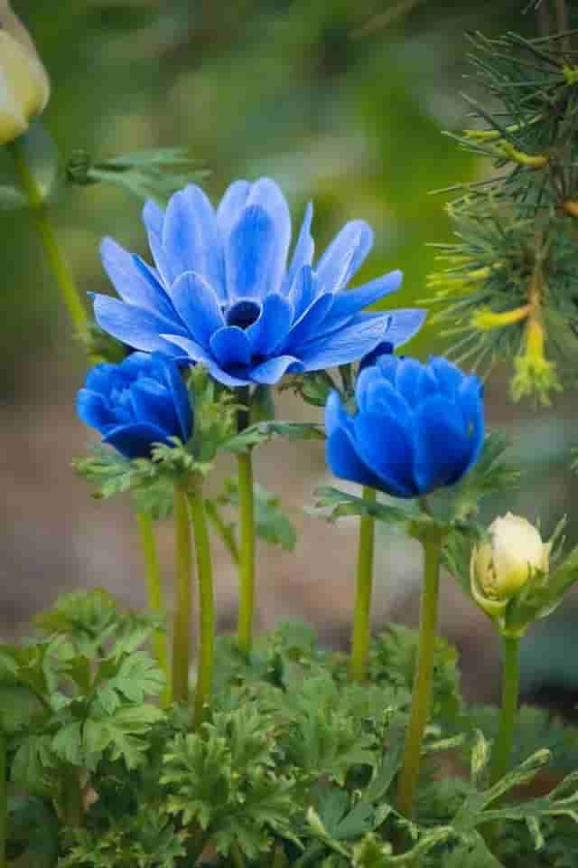 极美的花朵壁纸100幅，流光溢彩，明媚动人