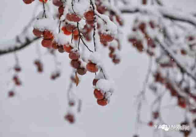 一场雪后，商洛最美山村雪景图来了，银装素裹，宛若仙境……