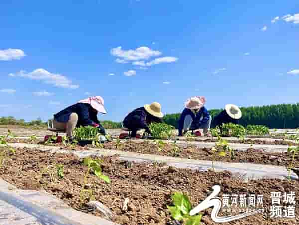 高平市建宁乡：辣椒移栽忙 产业助增收