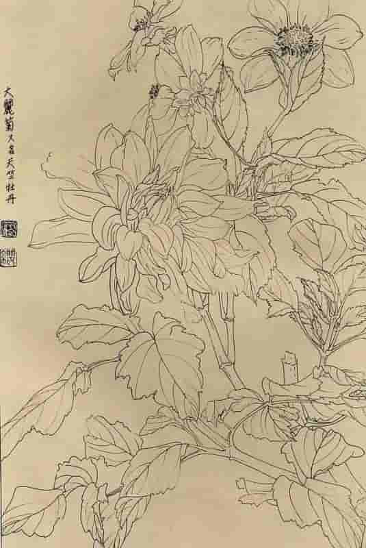 50幅花卉白描画图谱，难得一见的好资料