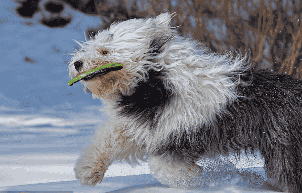 世界名犬——英国古代牧羊犬（Old English Sheepdog）