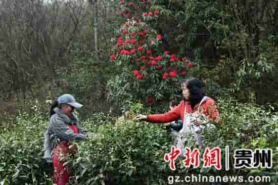 贵州毕节百里杜鹃：明前茶飘香 茶农采摘忙