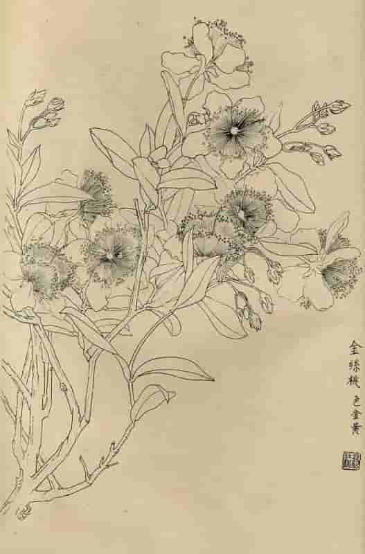 50幅花卉白描画图谱，难得一见的好资料