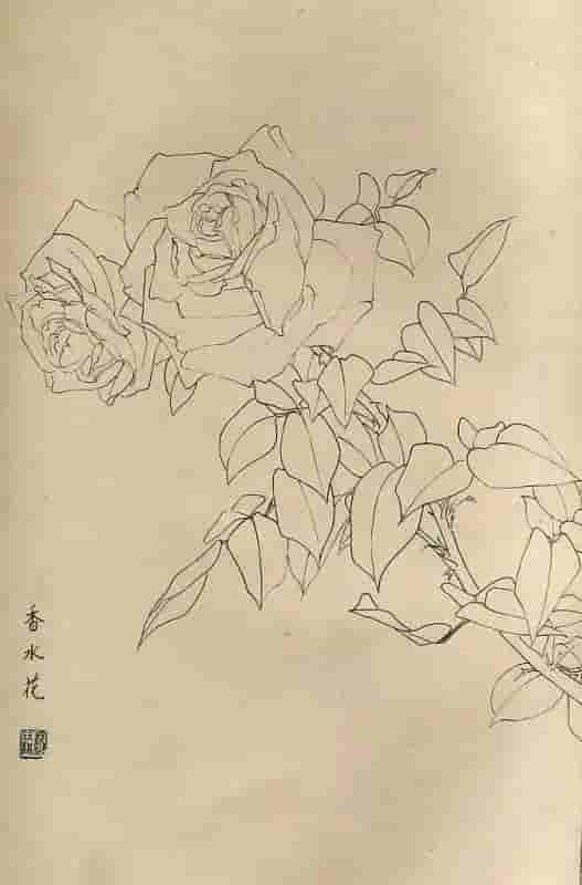 50幅花卉白描画图谱，难得一见的好资料