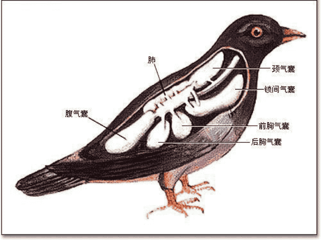 让信鸽气囊打开，养鸽人的必修课，也是比赛致胜的黄金钥匙