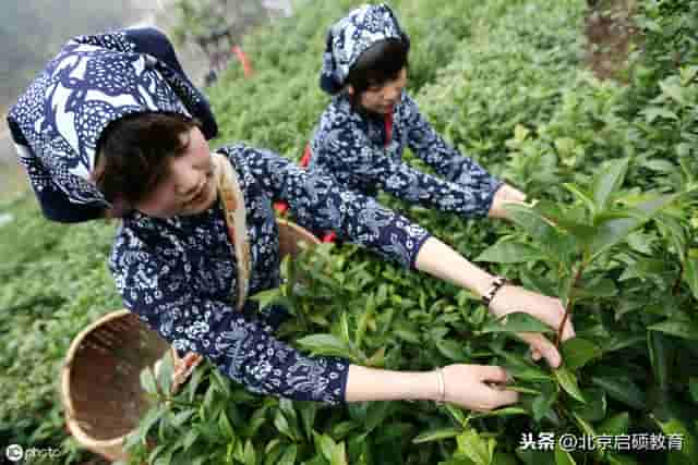 正确的泡茶步骤图解，茶道入门知识